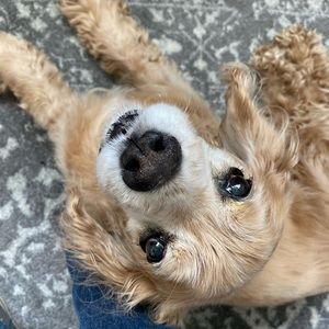 Meet your Posher, Carrie